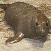 justlocalrat