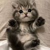 bothainahassan0