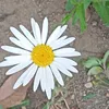 flor.branca.1
