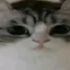 skibidi_n4