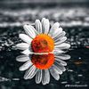 ahmet.9663