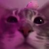 kar_meow_