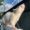 tometwister