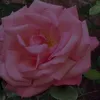 not_livvvvvv