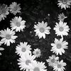 unique_fairies1