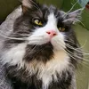 CatAholicCorner