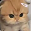 cuccut.1367