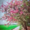 phng.susu8