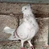 pashay_kotrakan3
