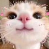 cuteaccount_0
