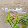 billal.khan039