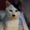 tethiendaithanhjjh