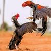 lwin..htun