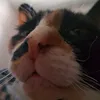 gedbert