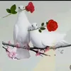 77krama77