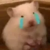 toptop6777667