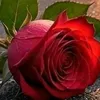 user13305504286661