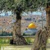 fatima.daglhas
