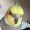 nuggets.the.cockatiel