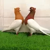 tidikzdn6zo