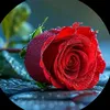 user2190520954547