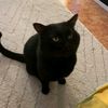 blackcatninelives_638