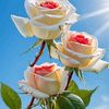 sulemanaabdulsome3