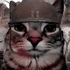 gatinho_042