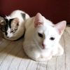 karelis_174