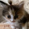 kinnydk