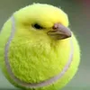 sabiaaquatico
