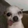 thhvinguyn8