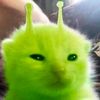 catlovers_kitten