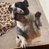 teodor.andrei82