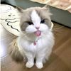 meow_ff0