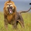 hassen_137