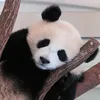 masa.sasa6