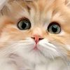 ___hazzyy