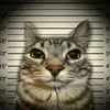 vnz_sk_mcl