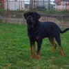 petar_petrovic23