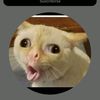 wilriky