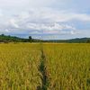 kayuelang09