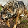 loup.polaire.0