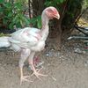 fawsan467