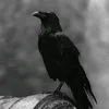 akenatoon6