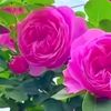 aseel__50_67