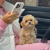maltipoo_rf