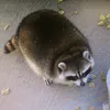 somerandomraccoon55