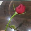 bayat236