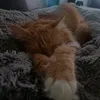 skipidi.ella